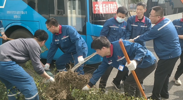 不負(fù)春光  移植廠區(qū)樹木