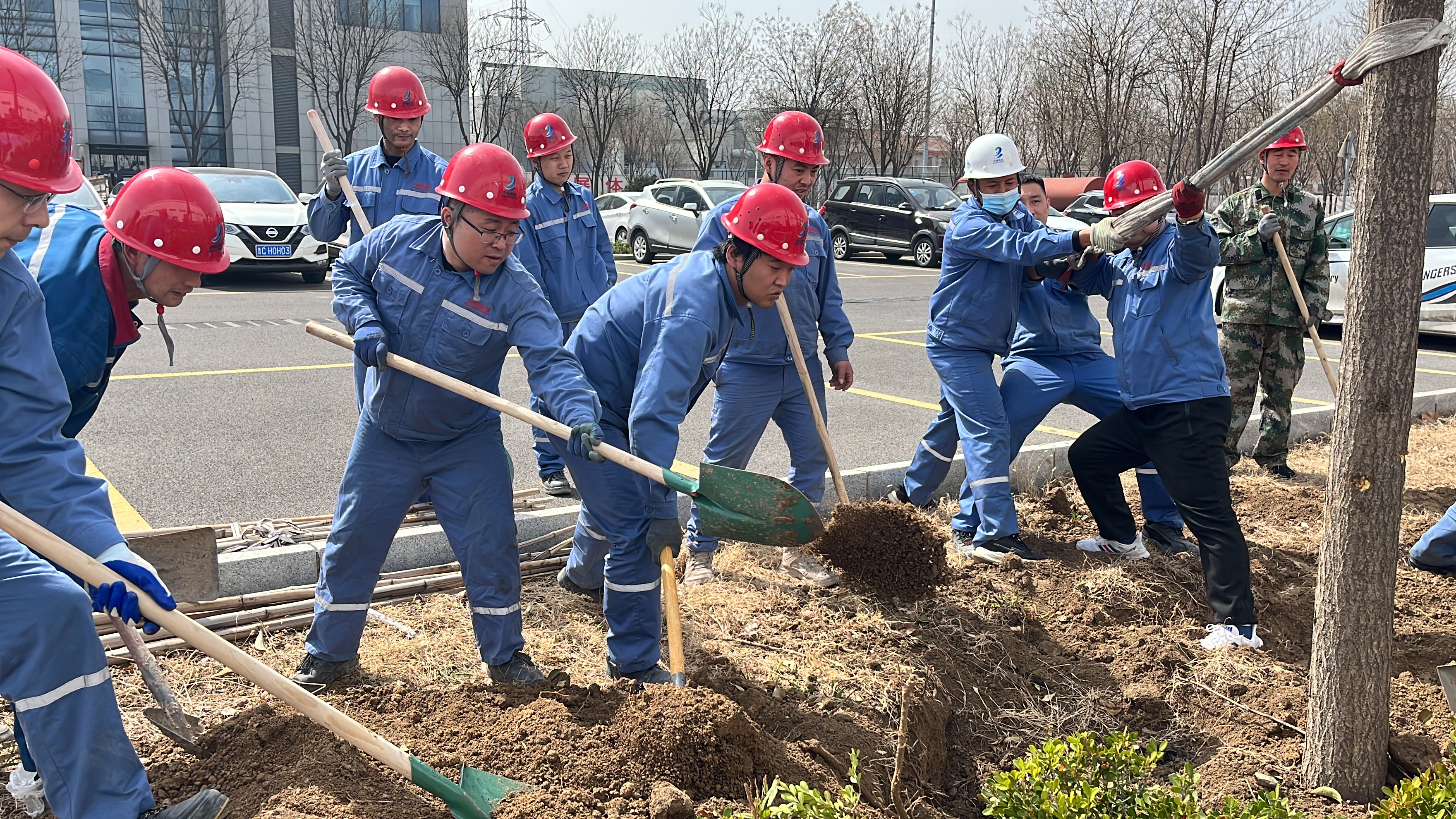 2025年3月12日植樹節(jié)干部職工移栽國槐、女貞等樹木145顆